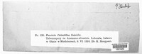 Puccinia ustalis image